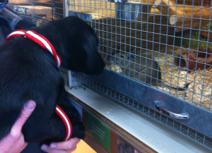 11 week old Rome does some socialising with some small furry animals