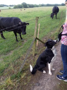 121 socialisation with a field of cows