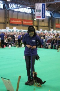 Cheshire Dog School at Crufts 2013