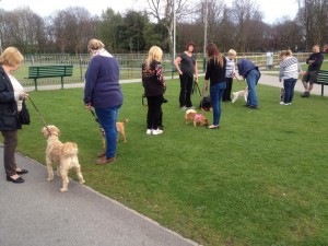 Adult Dog Beginners outside training week 3