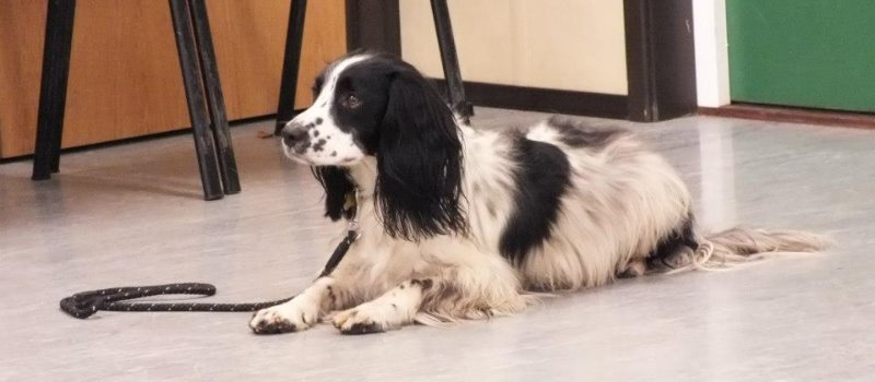 Adult Dog Beginners