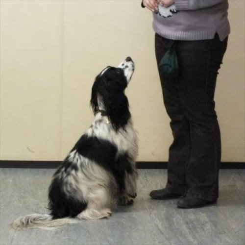 GCDS Puppy Bronze sit and stay