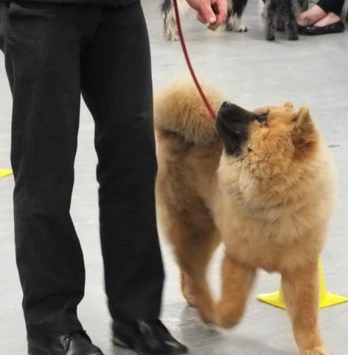 adult-dog-Orford-Park