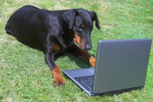 Dog training on Skype