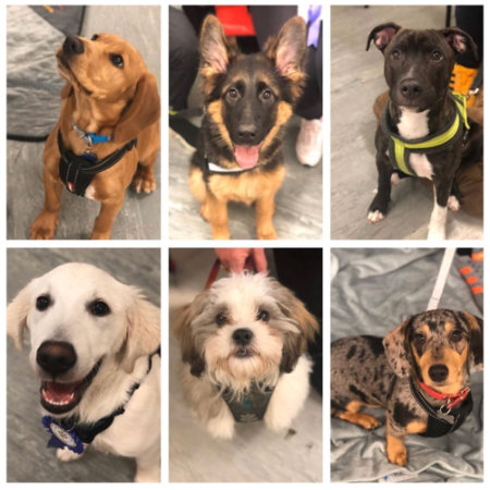 Group dog training services