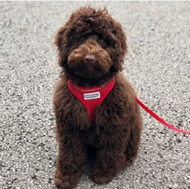 well-behaved-puppy