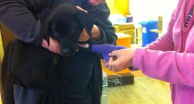 puppy-first-aid-canine-runcorn-seminar