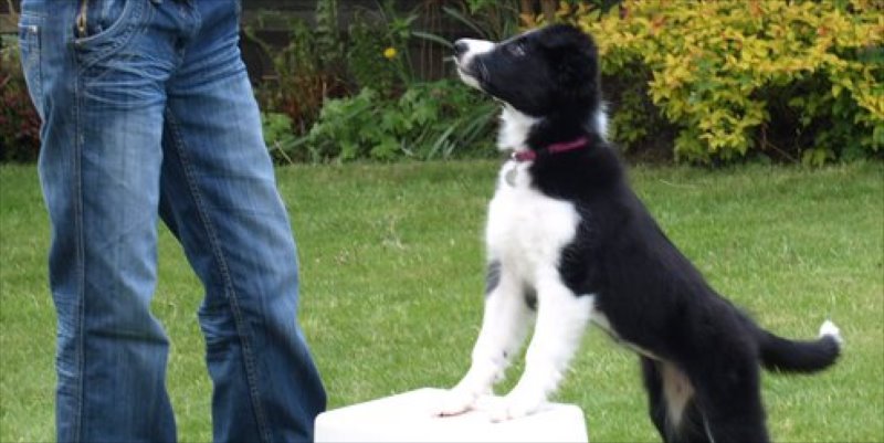 Puppy Foundation Obedience Class Warrington