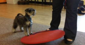 puppy-improvers-class-runcorn