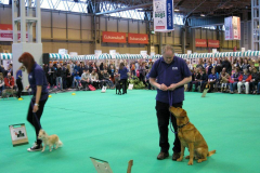 Cheshire Dog School Gallery